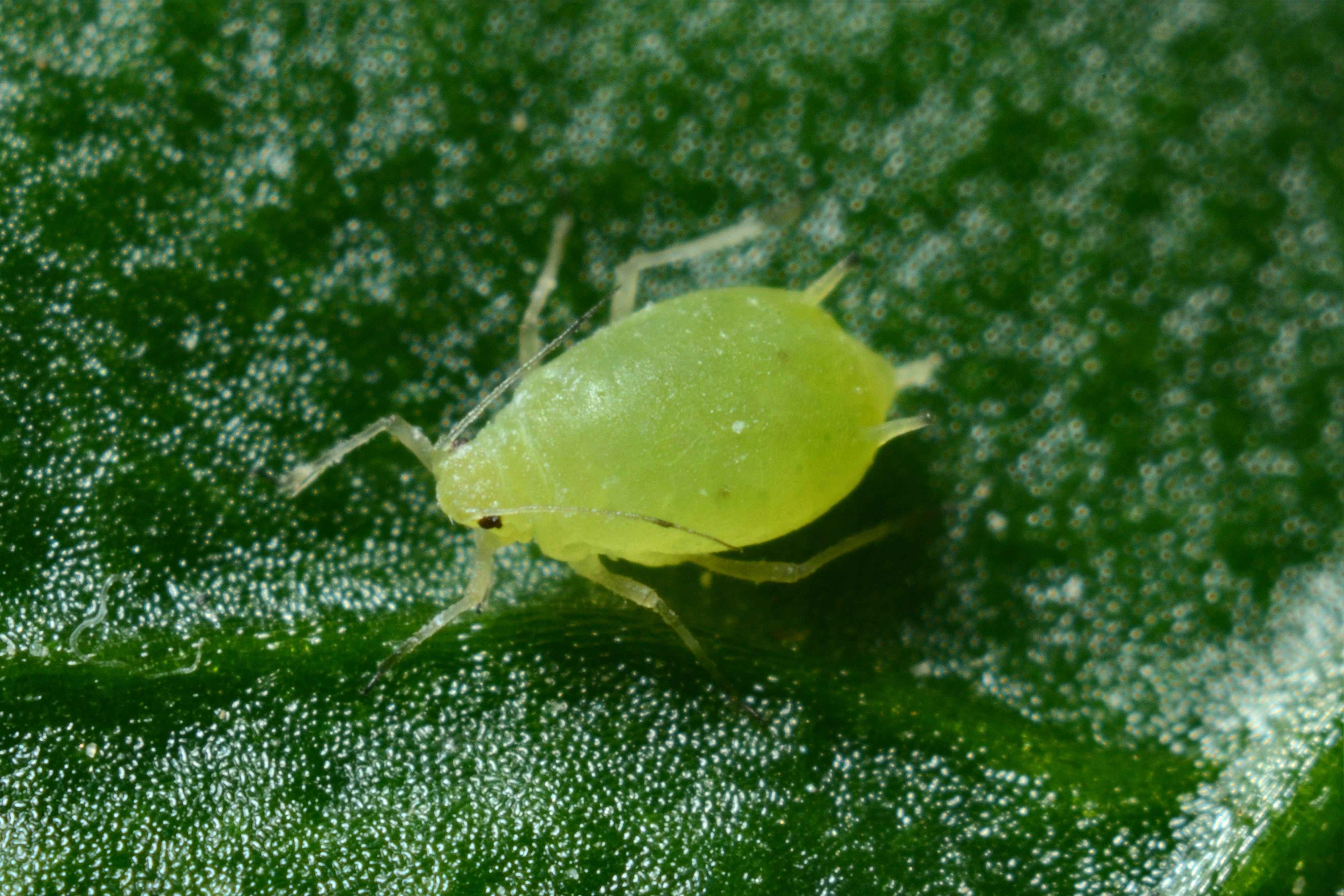 Aphid on a leaf