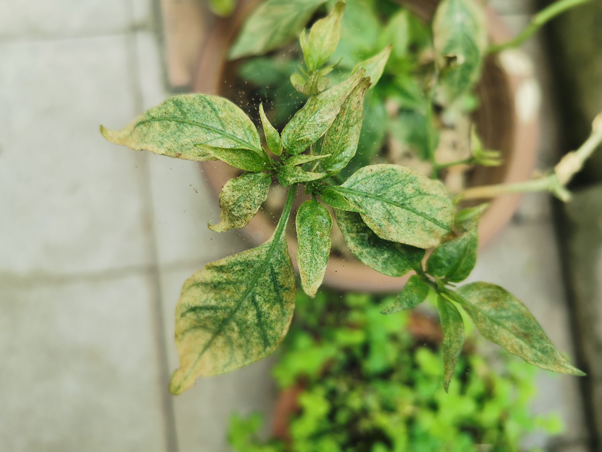 Pepper plant infested by Spider Mites