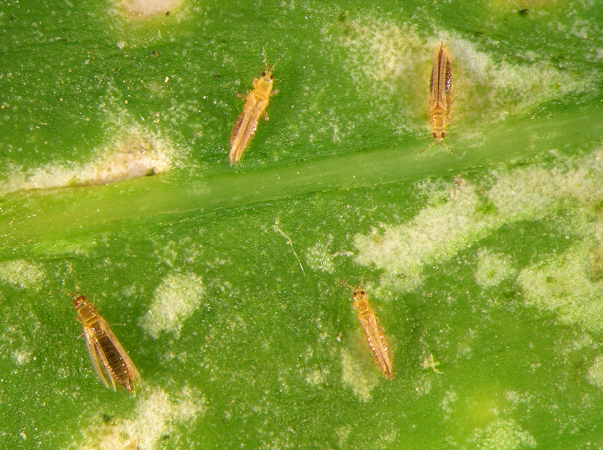 Leaves covered in Thrips