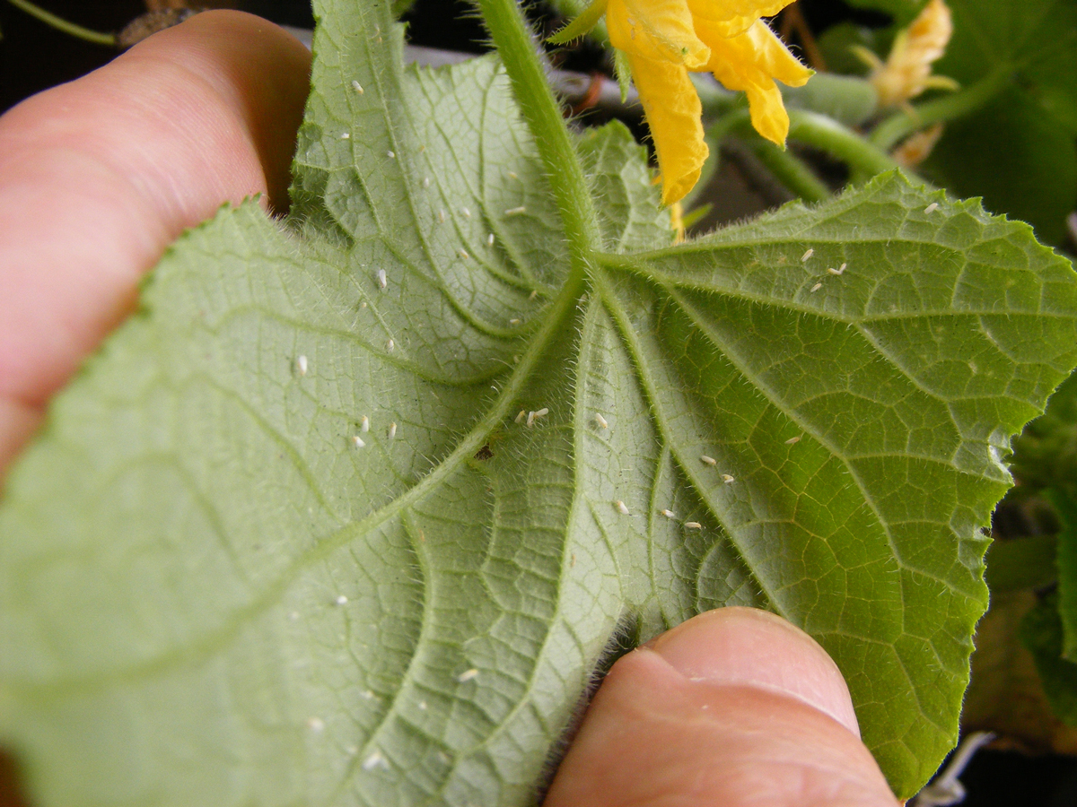 Courgette plant infested by Whitefly