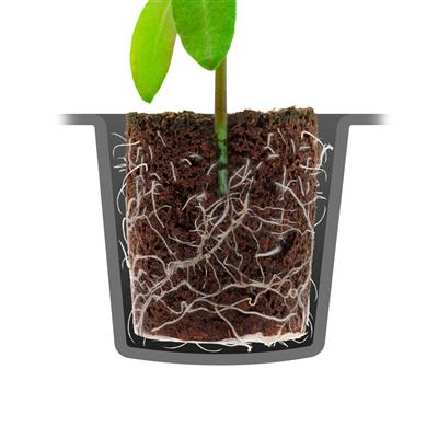 ROOT!T Dry Peat Free 24 Cell Filled Tray