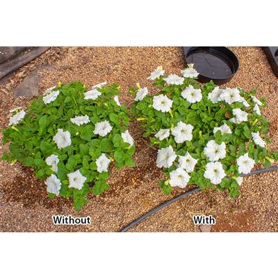 ROOT!T Potting Biscuit - Pack of 20